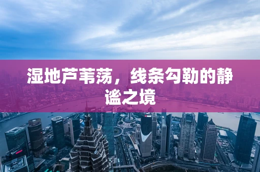 湿地芦苇荡，线条勾勒的静谧之境
