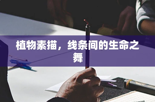 植物素描，线条间的生命之舞
