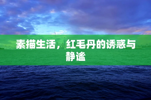 素描生活，红毛丹的诱惑与静谧