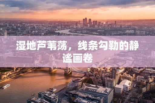湿地芦苇荡，线条勾勒的静谧画卷