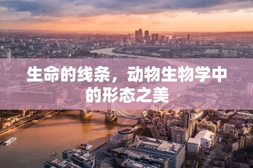 生命的线条，动物生物学中的形态之美
