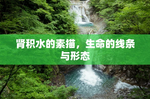 肾积水的素描，生命的线条与形态
