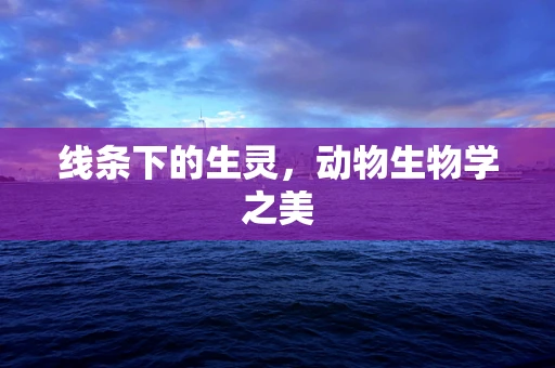 线条下的生灵，动物生物学之美